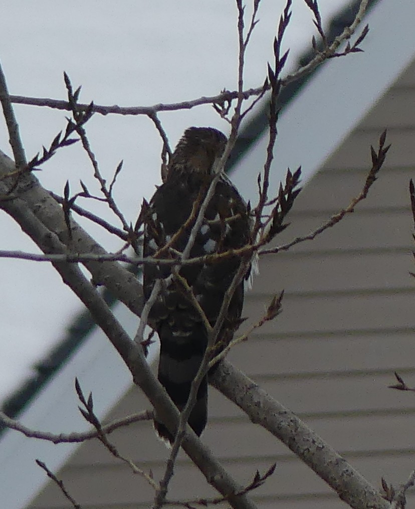 Cooper's Hawk - ML645623044