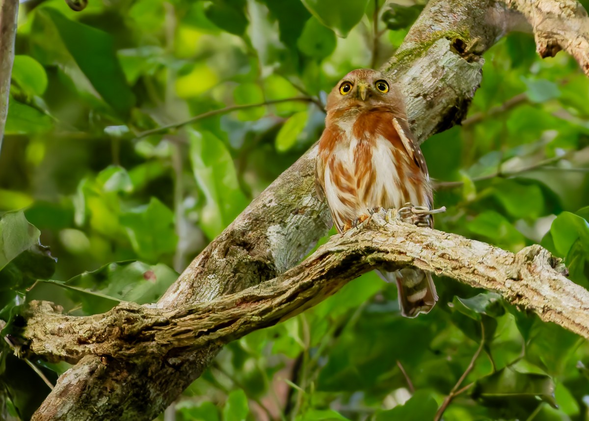 knøttugle - ML645623045