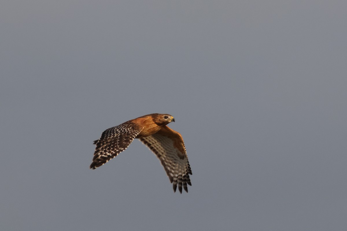 Red-shouldered Hawk - ML645623046