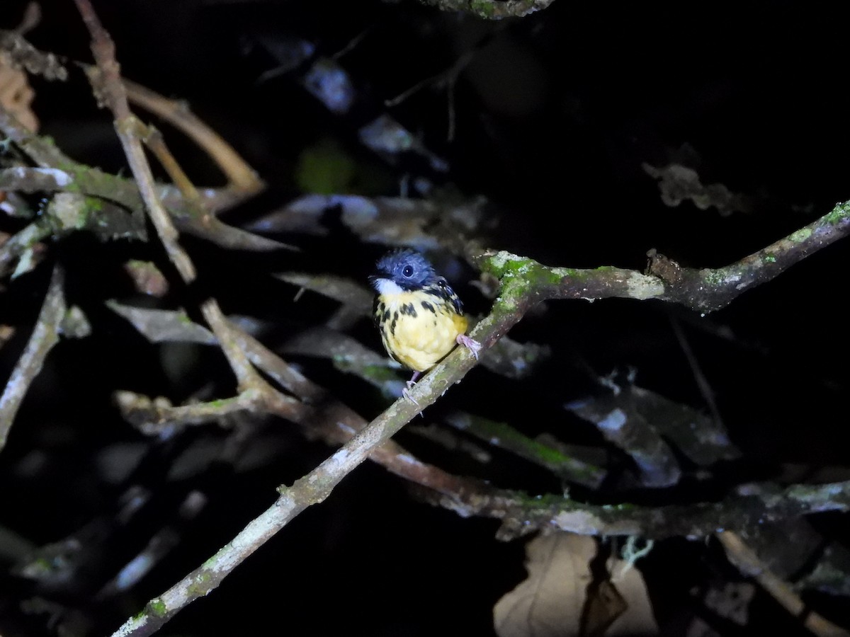 Spot-backed Antbird - ML645623050