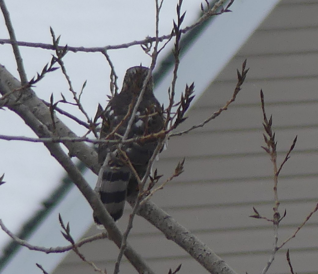 Cooper's Hawk - ML645623056