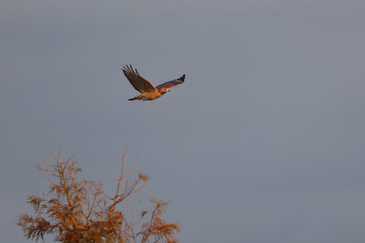 Red-shouldered Hawk - ML645623057