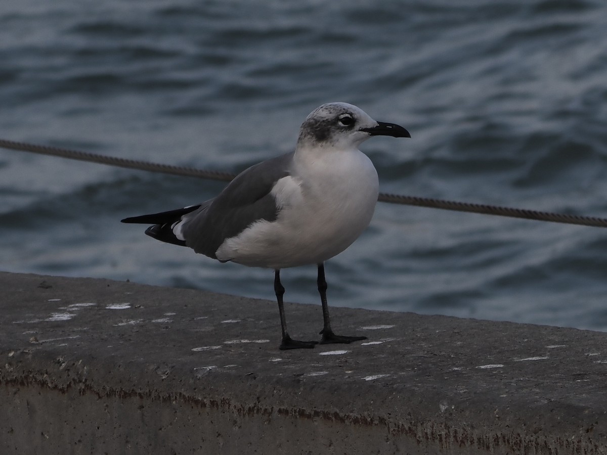 ワライカモメ - ML645623058