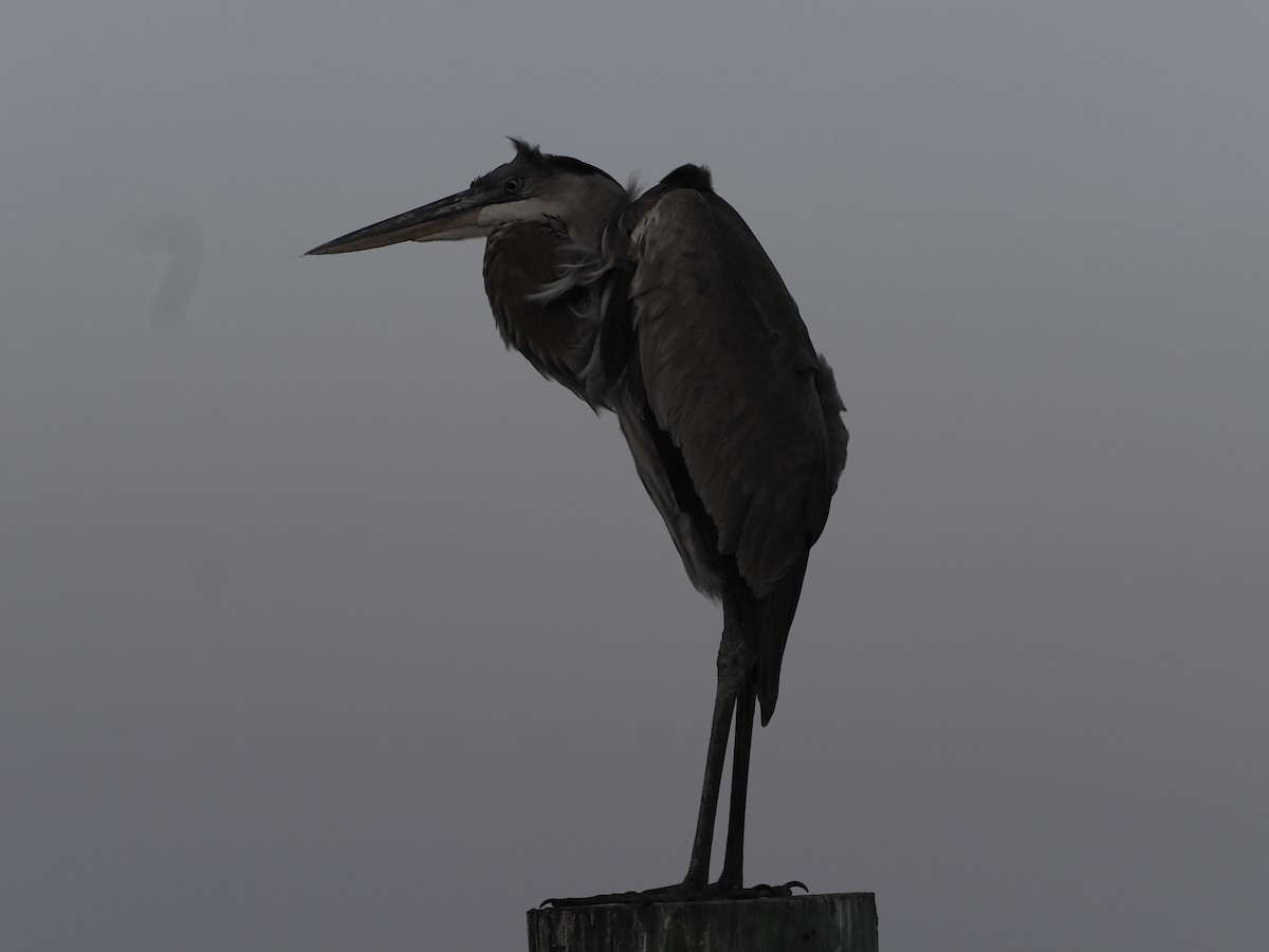 オオアオサギ - ML645623065