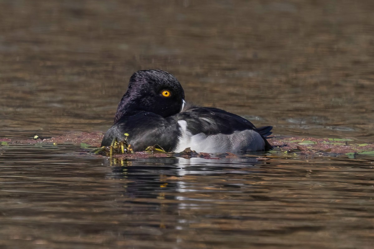 Ring-necked Duck - ML645623075