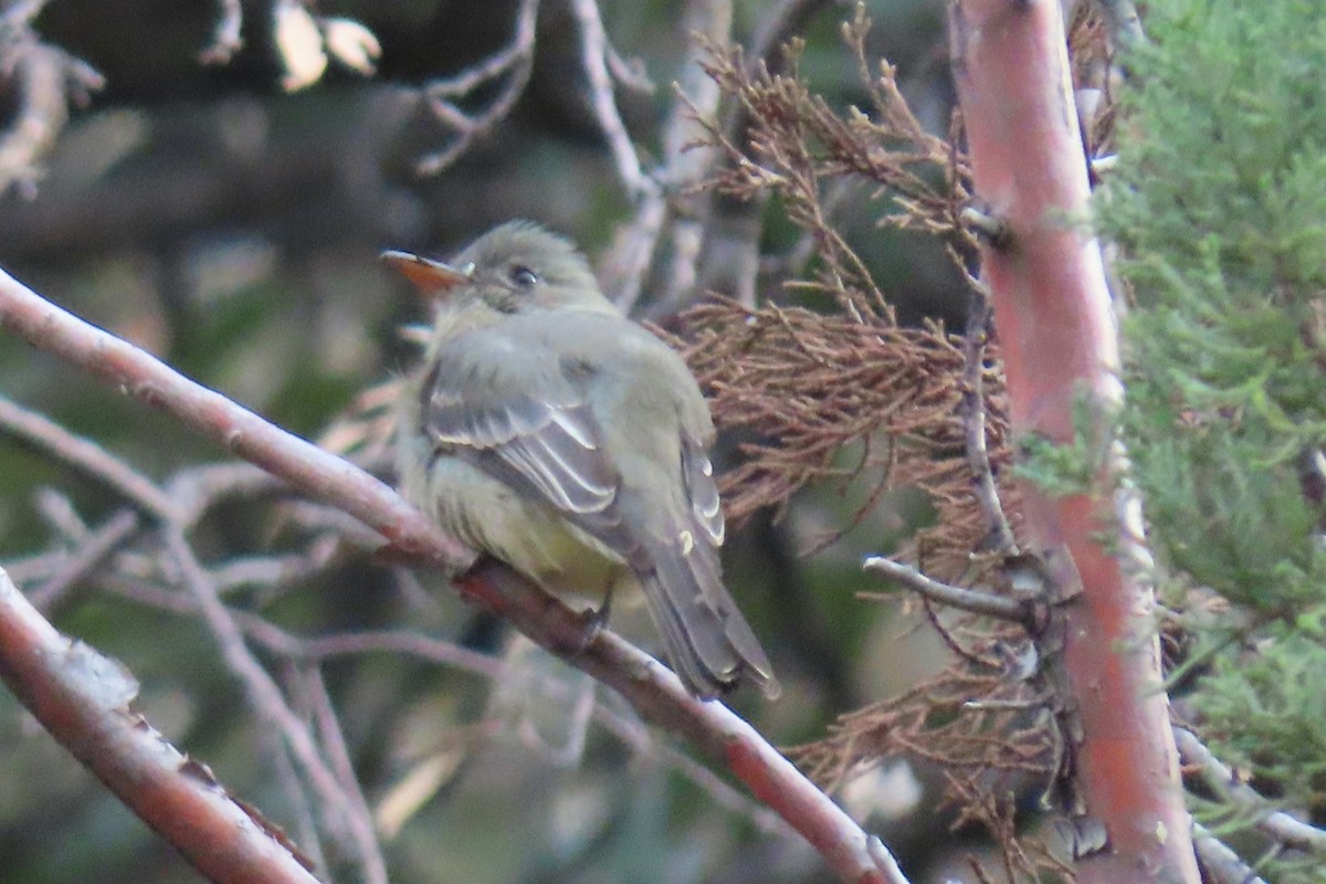 Greater Pewee - ML645623076
