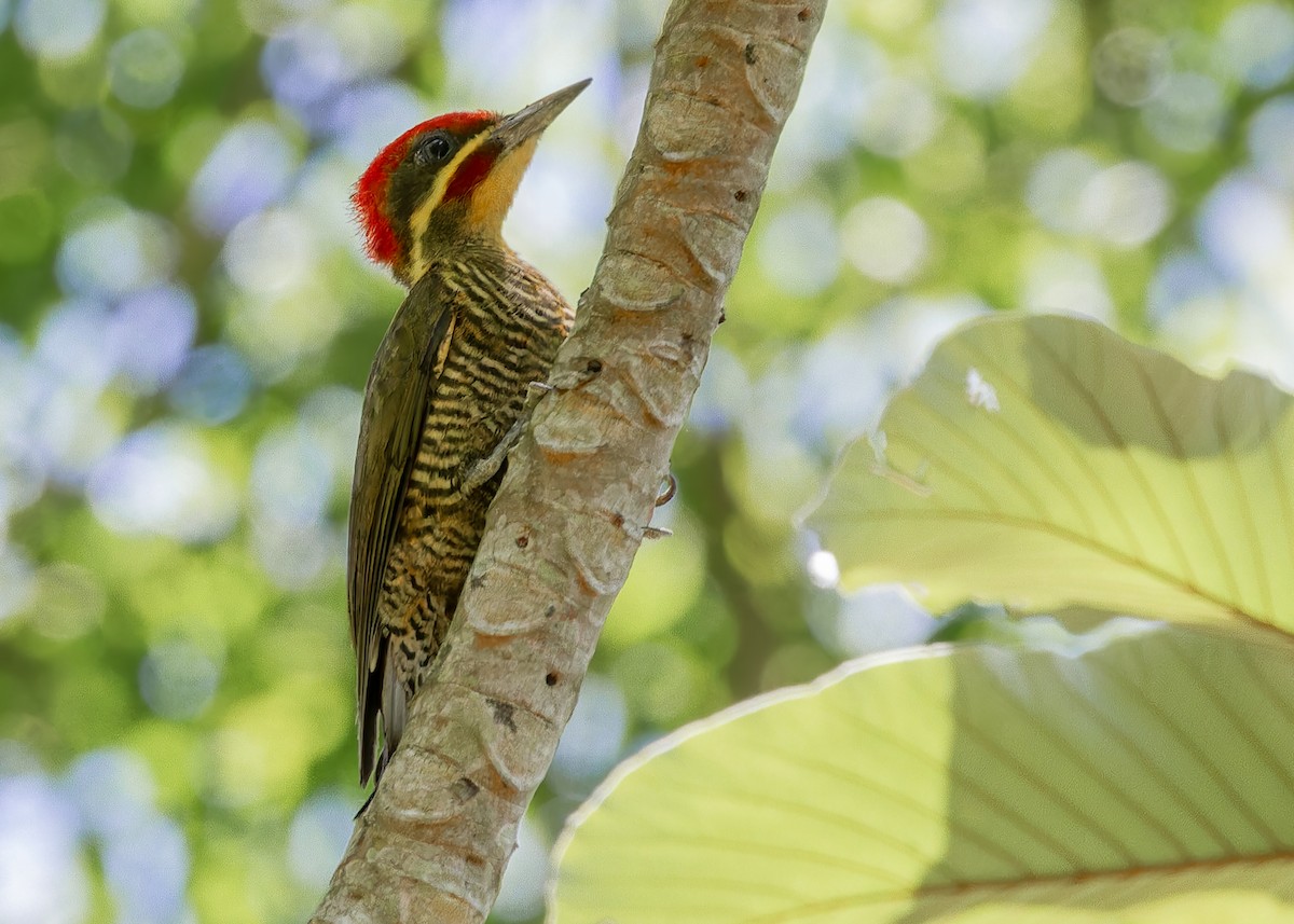 brasilspett (chrysochloros) - ML645623094