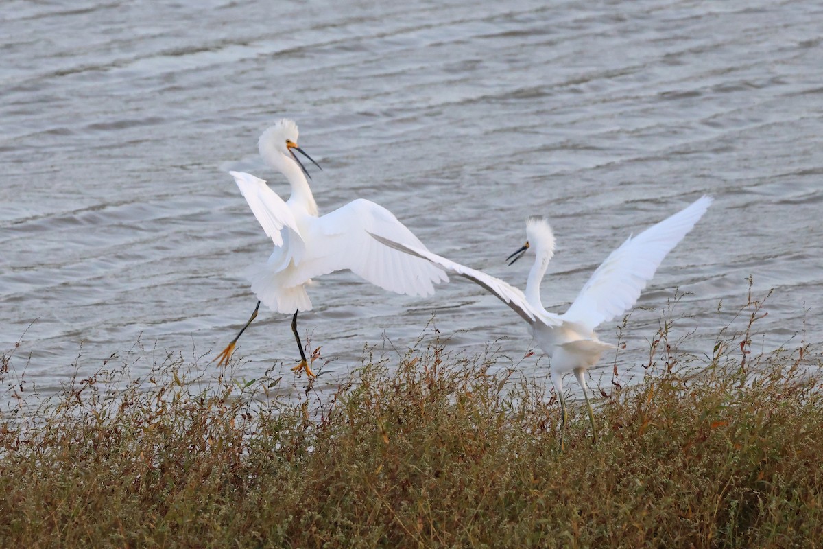 Snowy Egret - ML645623096