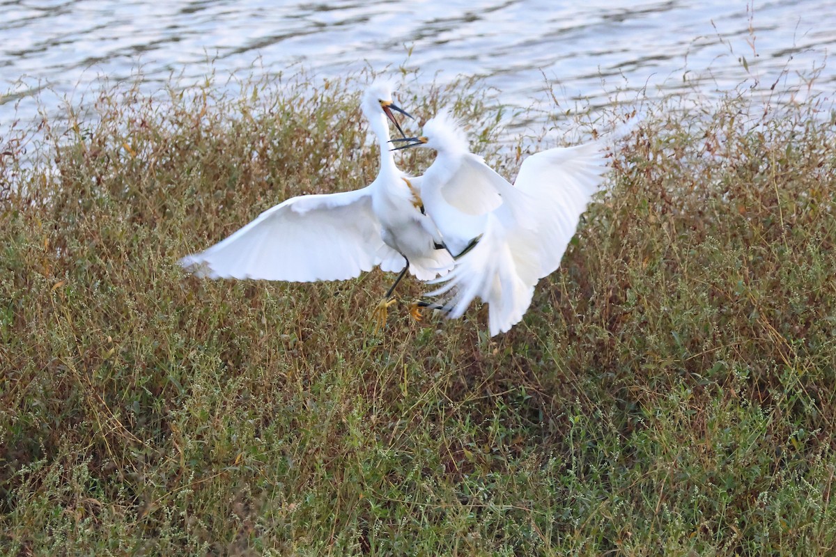 Snowy Egret - ML645623098