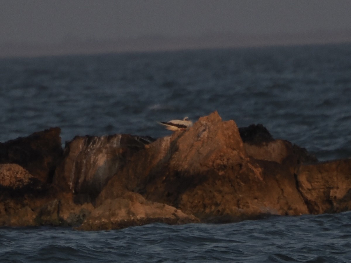 アカアシカツオドリ - ML645623102