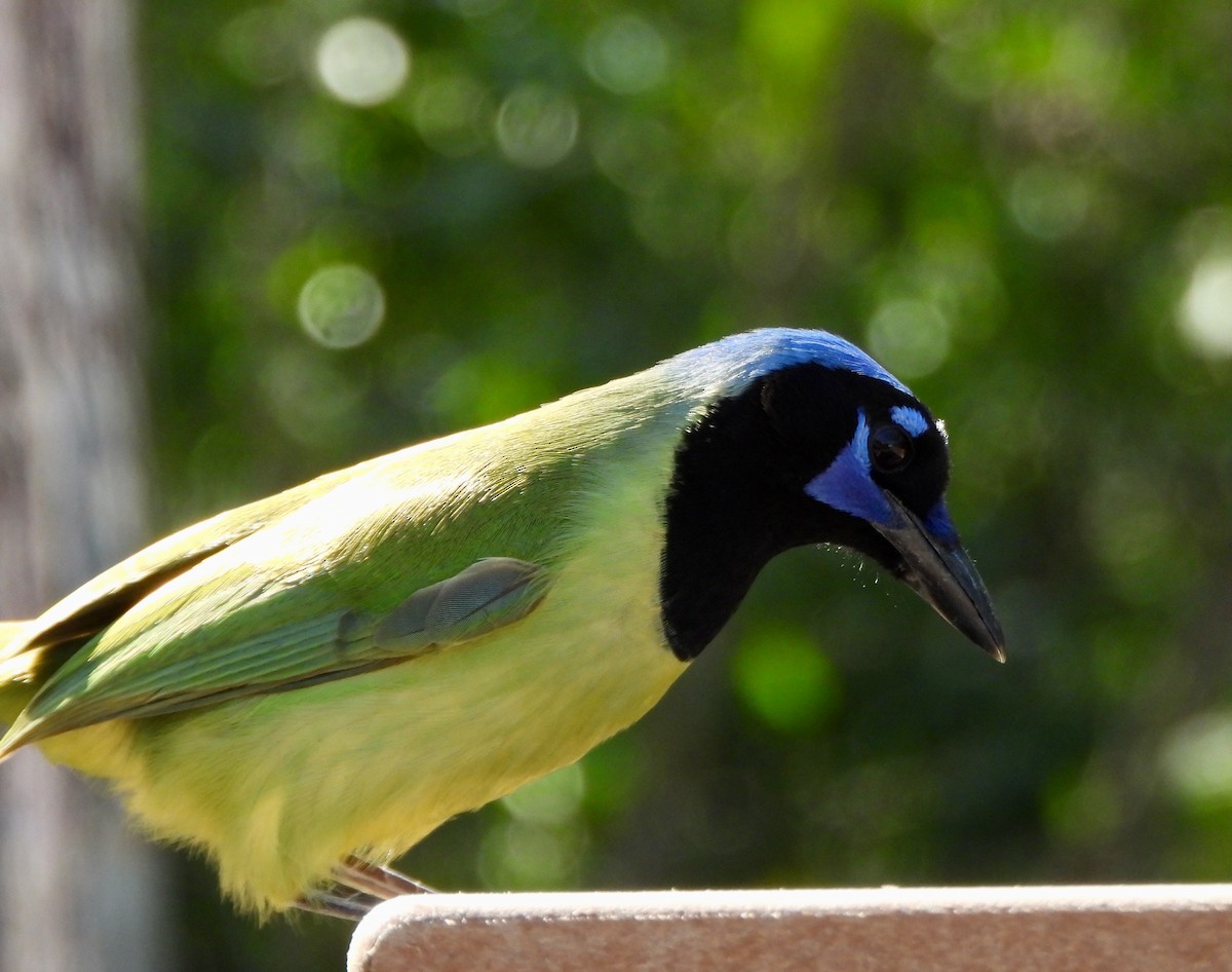 sojka zelenavá - ML645623107