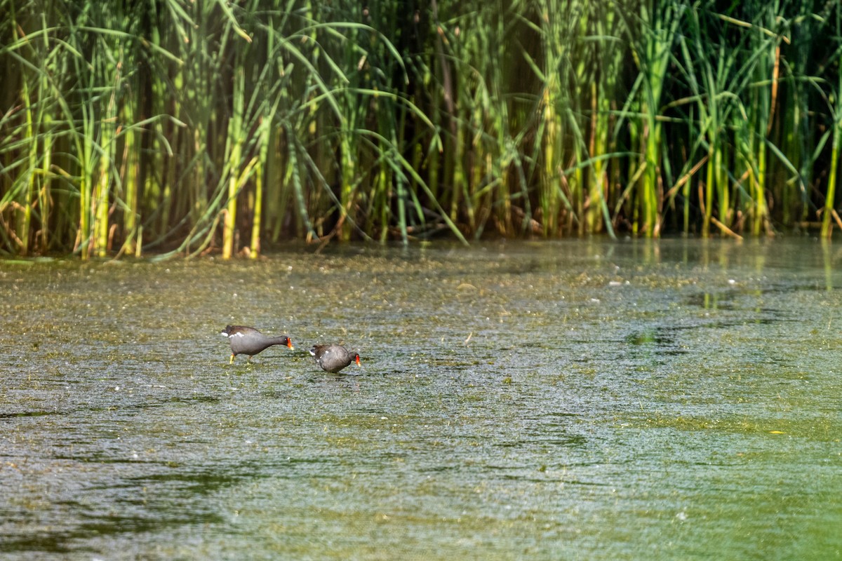 Common Gallinule - ML645623112