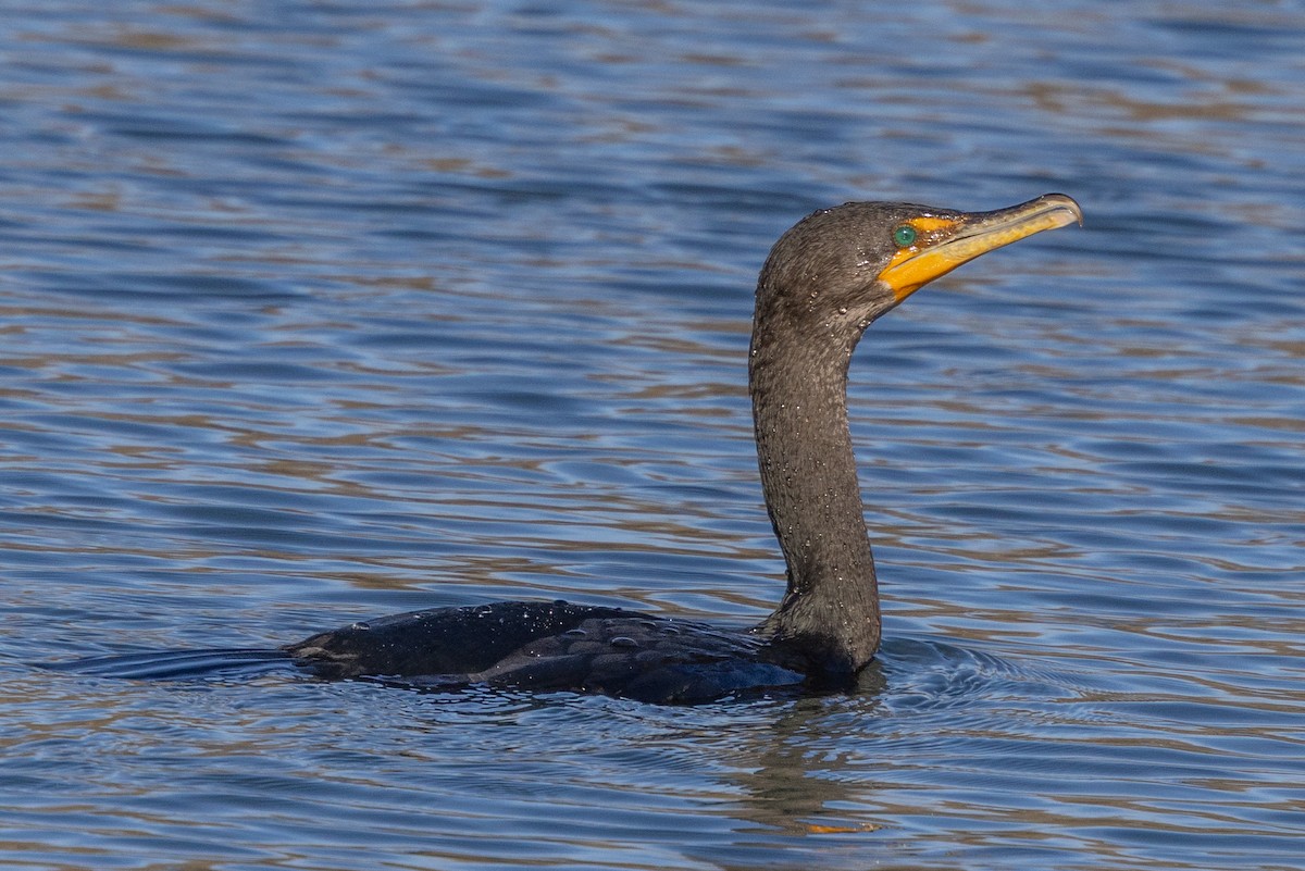 Double-crested Cormorant - ML645623118
