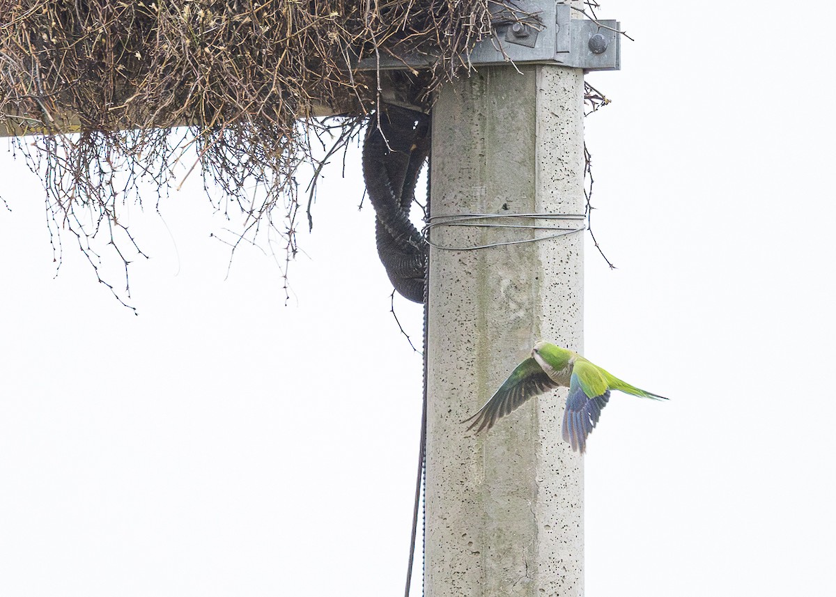 Mönchssittich - ML645623125