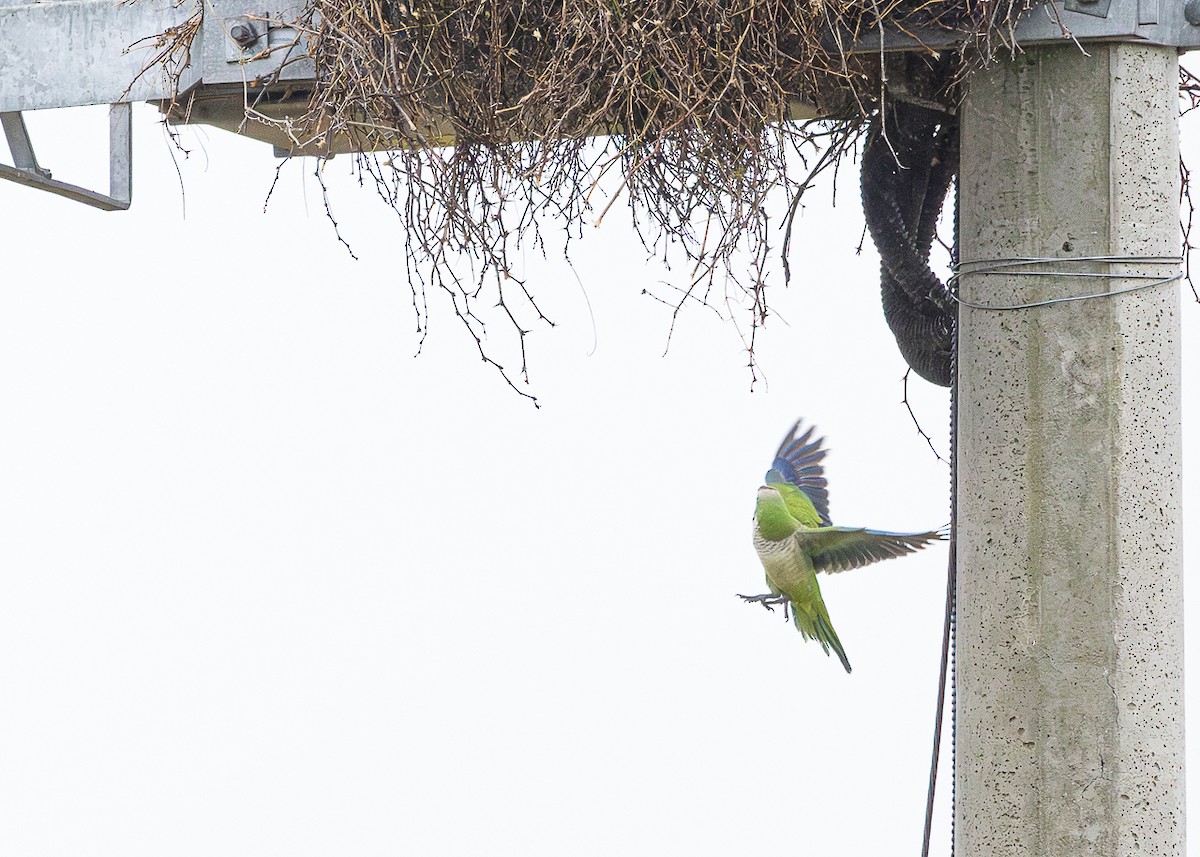 Mönchssittich - ML645623126