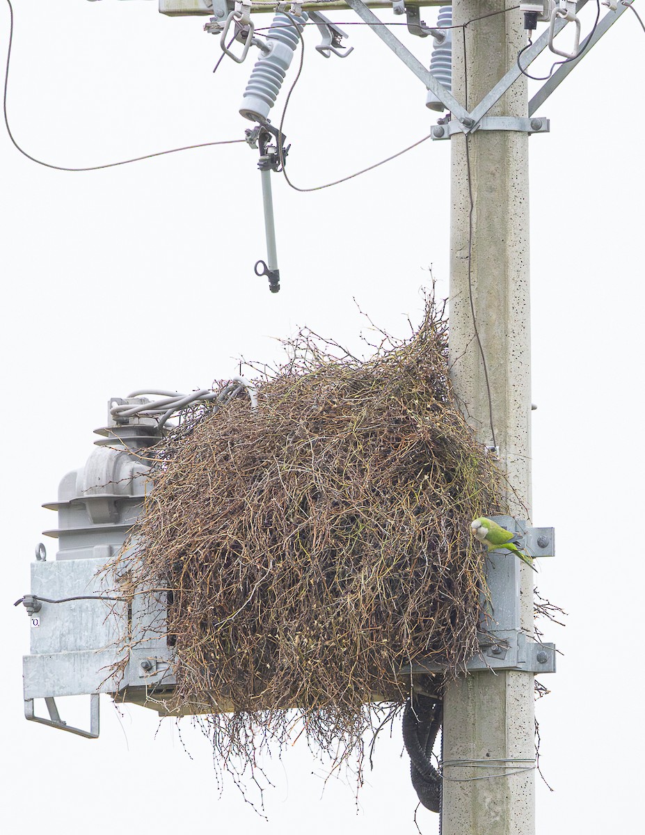 Mönchssittich - ML645623127