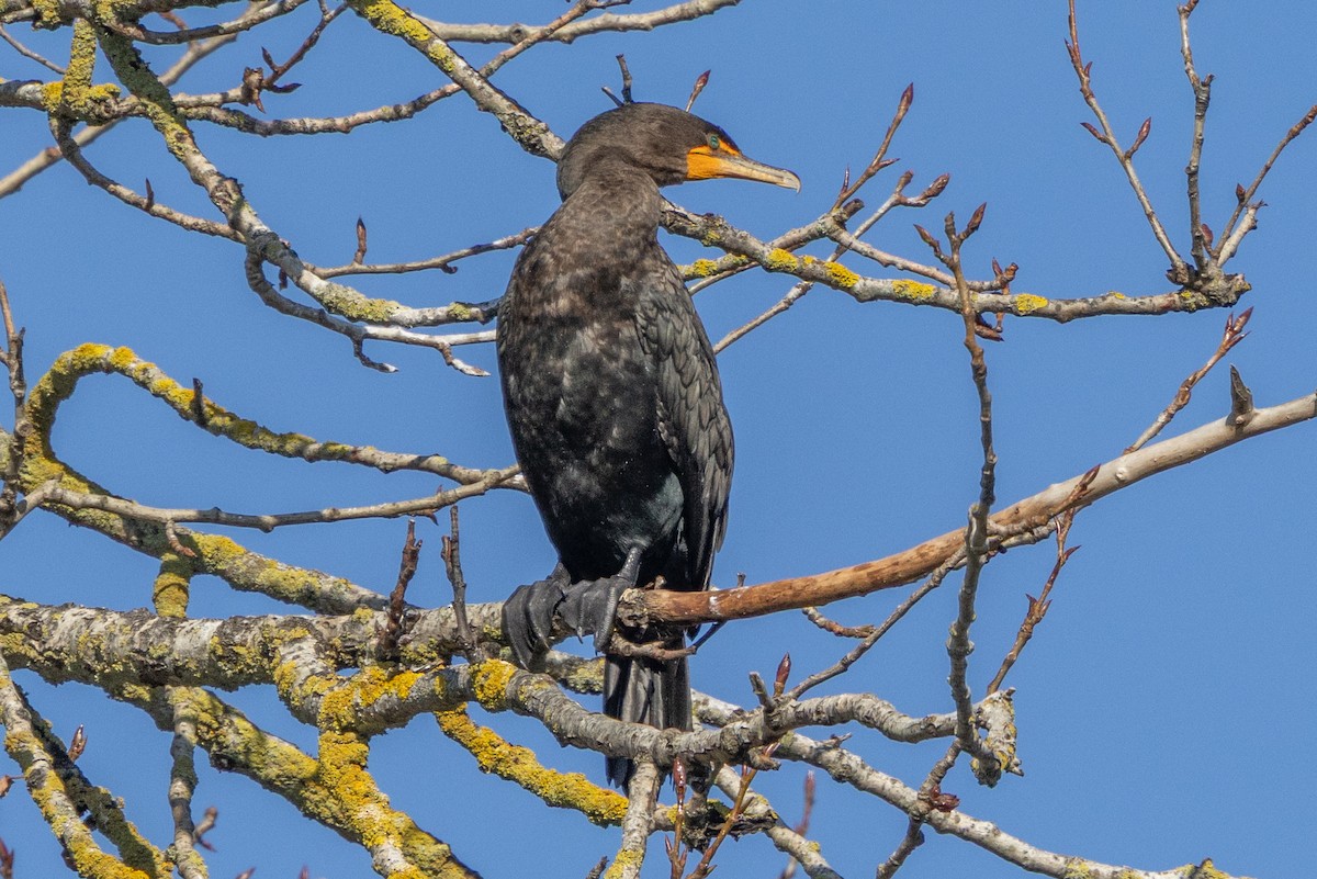 Double-crested Cormorant - ML645623131