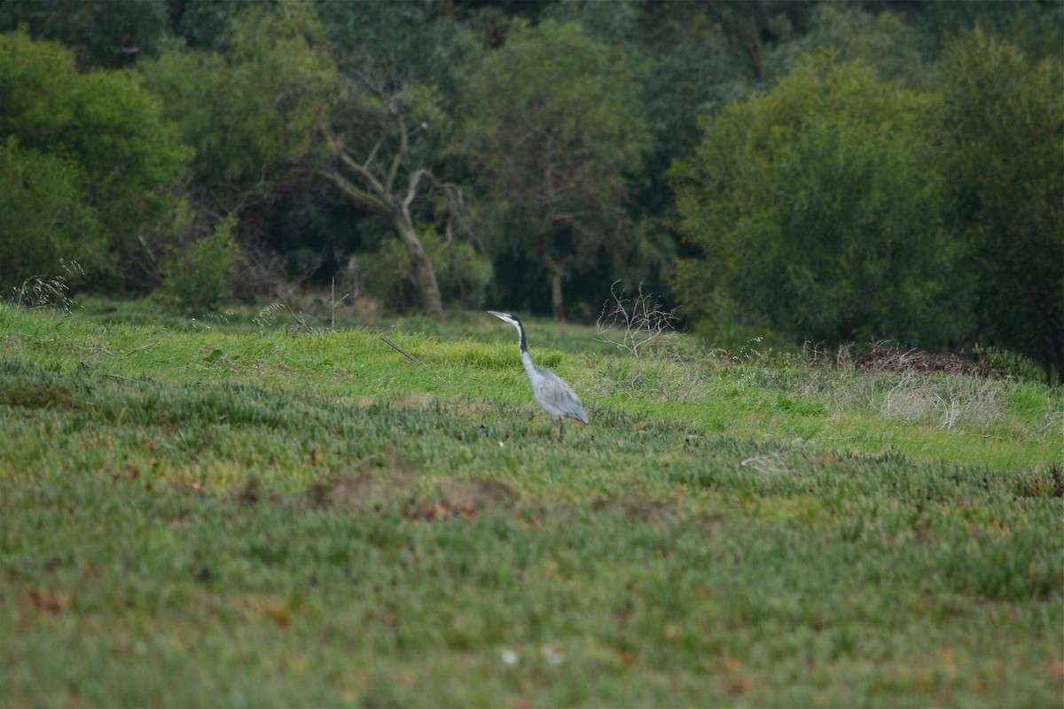 Héron mélanocéphale - ML645623135