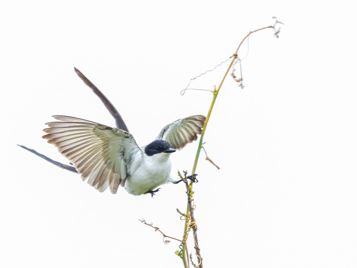 Fork-tailed Flycatcher - ML645623144