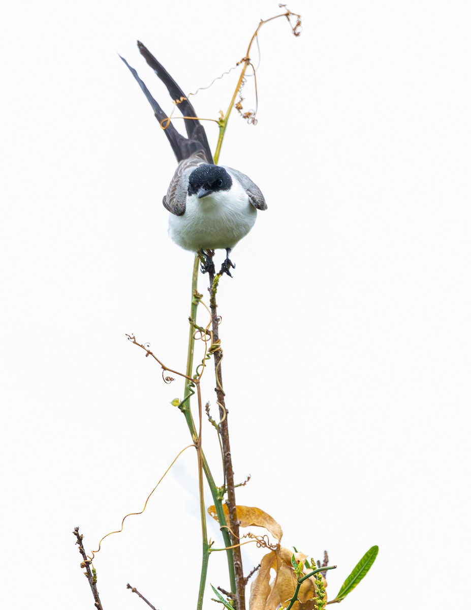 Fork-tailed Flycatcher - ML645623145