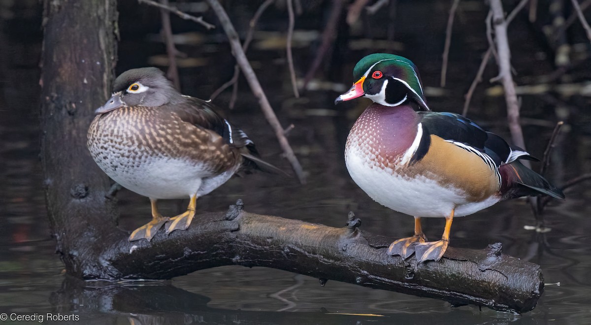 kachnička karolínská - ML645623157