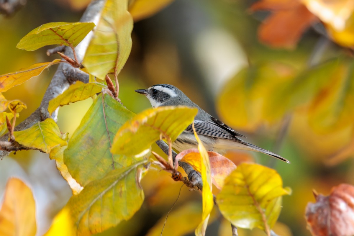 Black-throated Gray Warbler - ML645623159