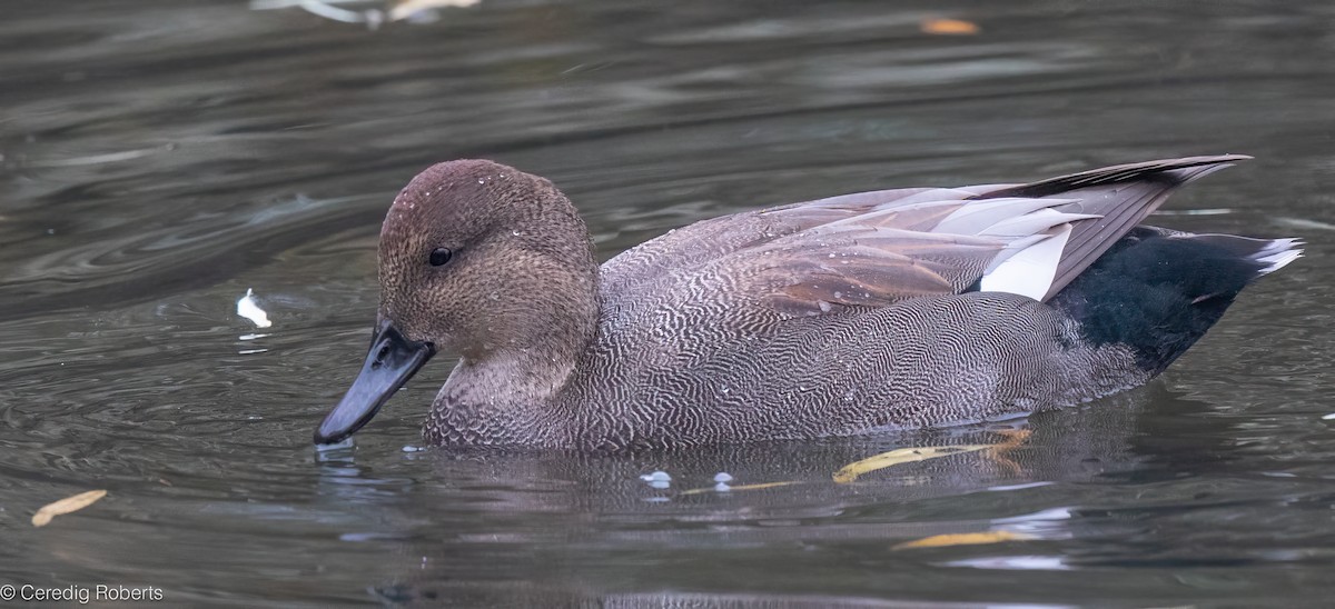 Нерозень - ML645623164