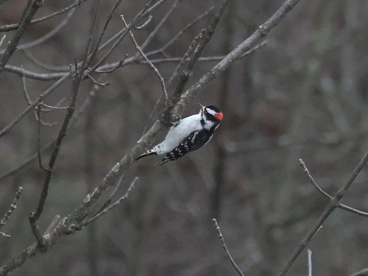 Пушистый дятел - ML645623165