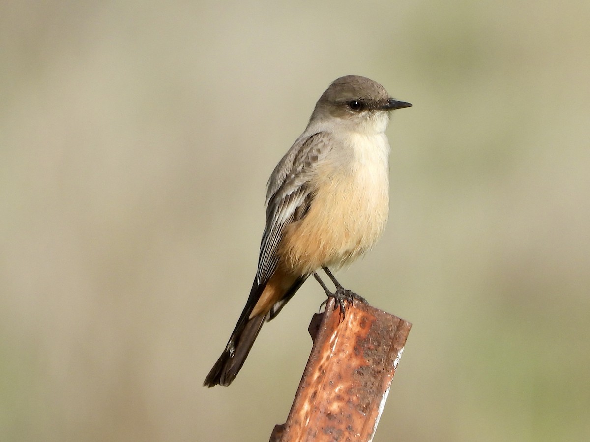 Say's Phoebe - ML645623178