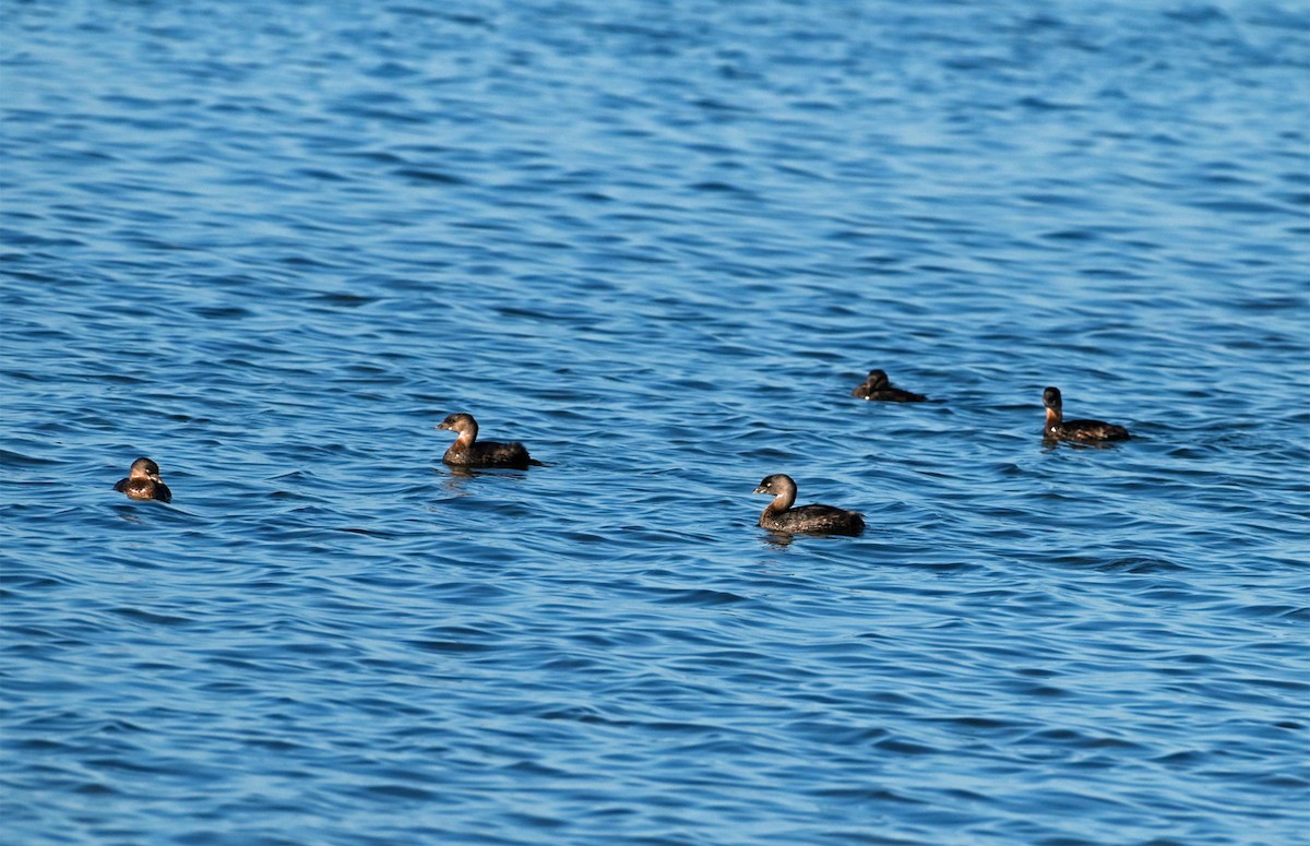 Pied-billed Grebe - ML645623192