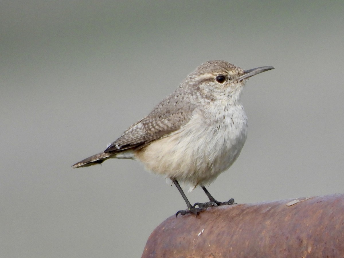 Rock Wren - ML645623193