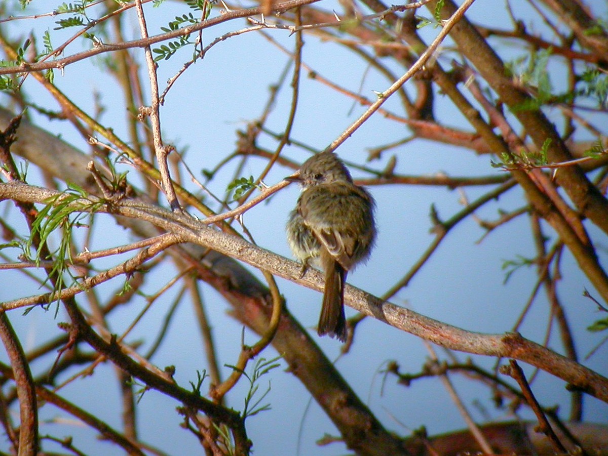 Dusky Flycatcher - ML645623195