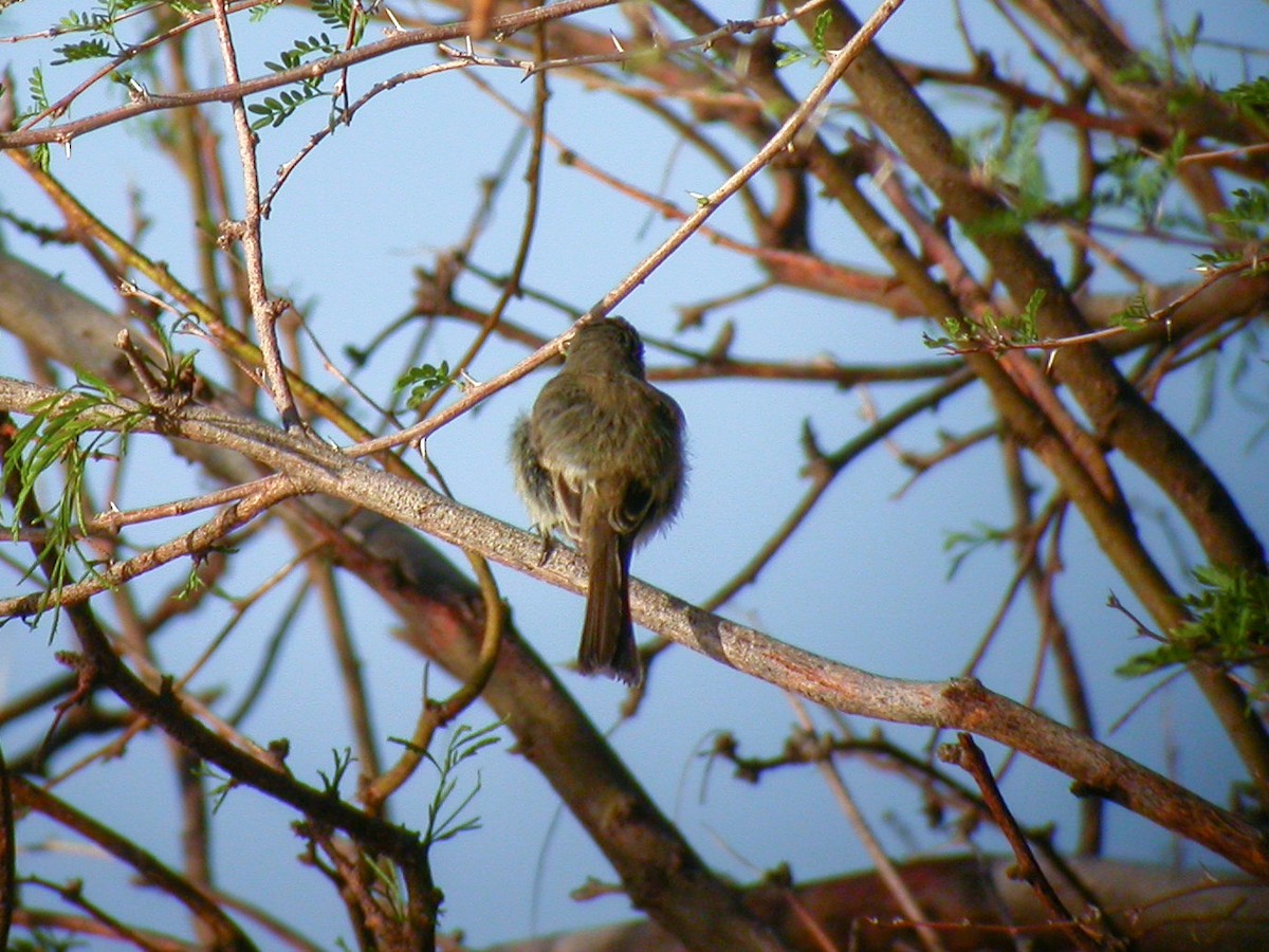 Dusky Flycatcher - ML645623196