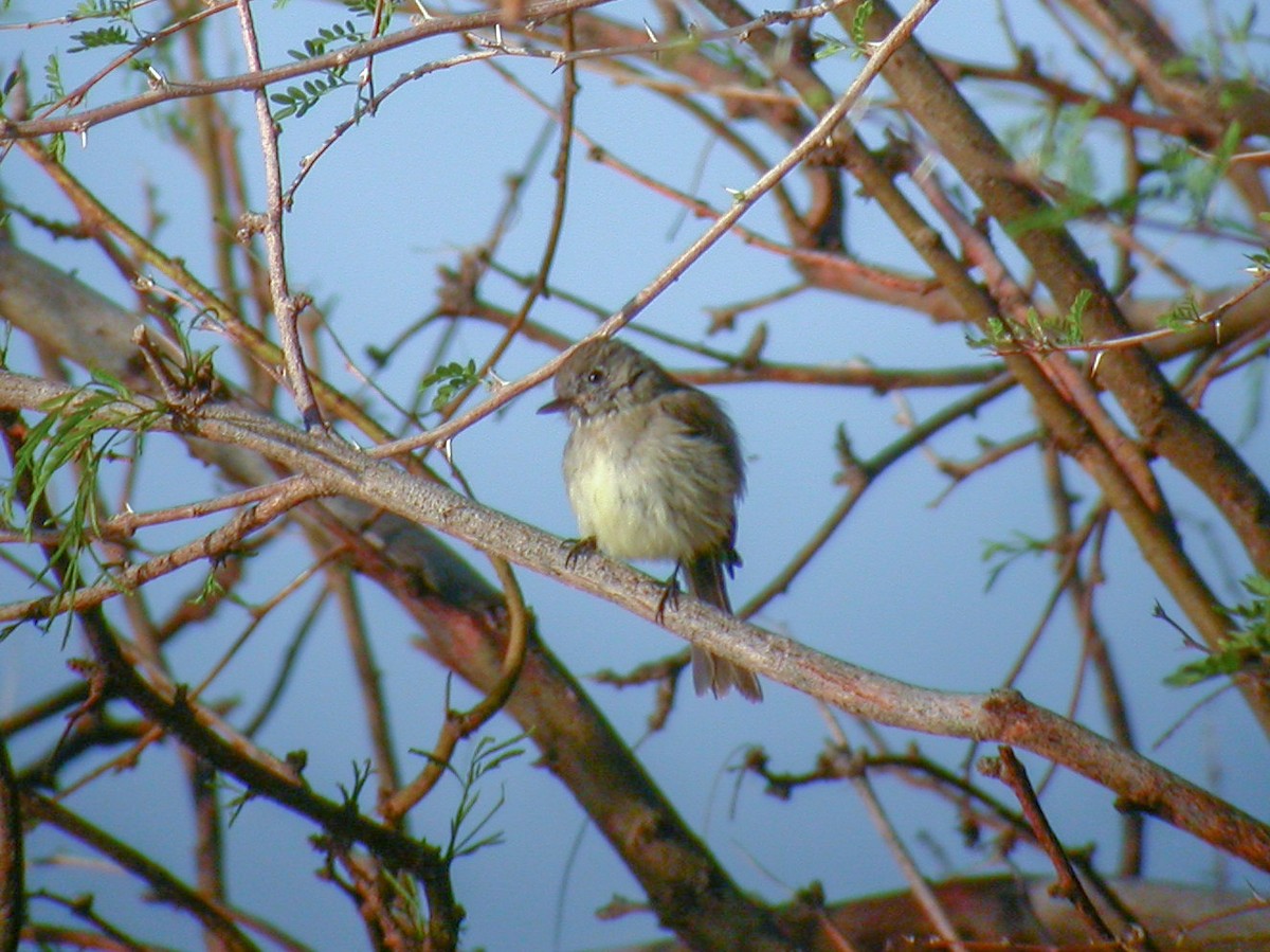 Dusky Flycatcher - ML645623197