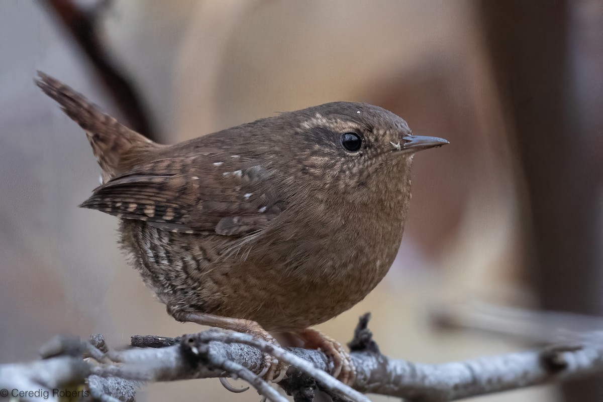 Pacific Wren - ML645623199