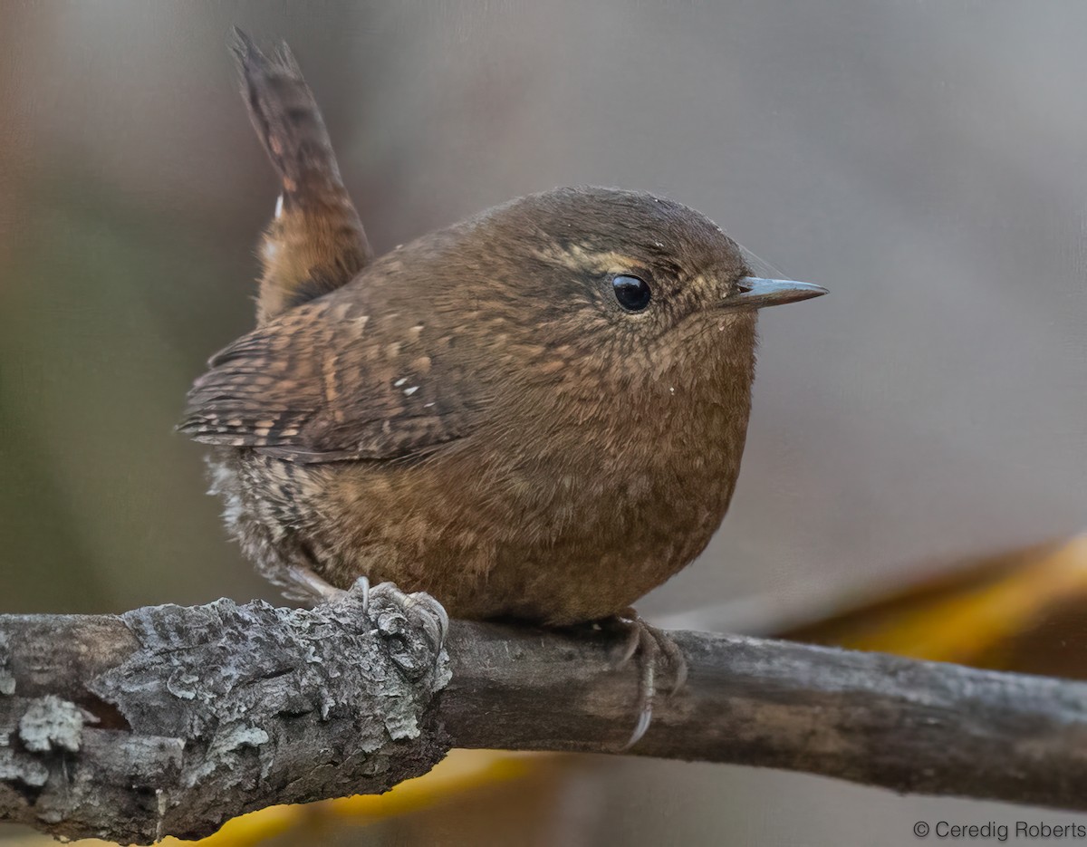 Pacific Wren - ML645623200