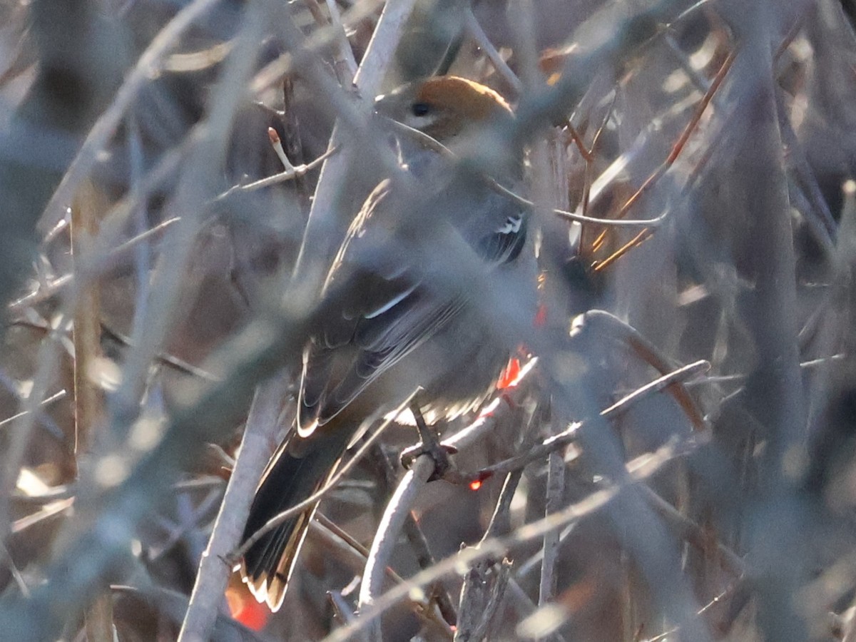 Pinu-gailupa - ML645623201