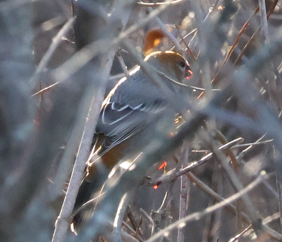 Pinu-gailupa - ML645623202