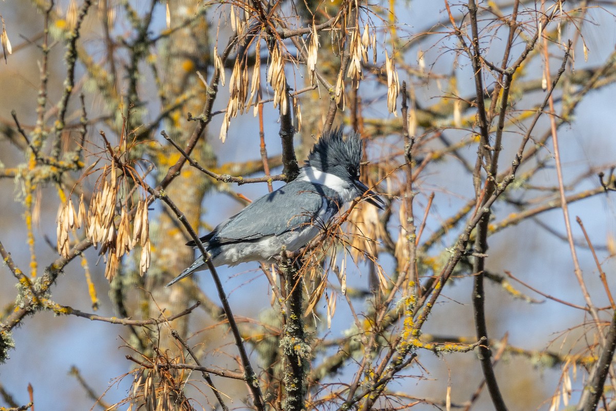 Belted Kingfisher - ML645623204