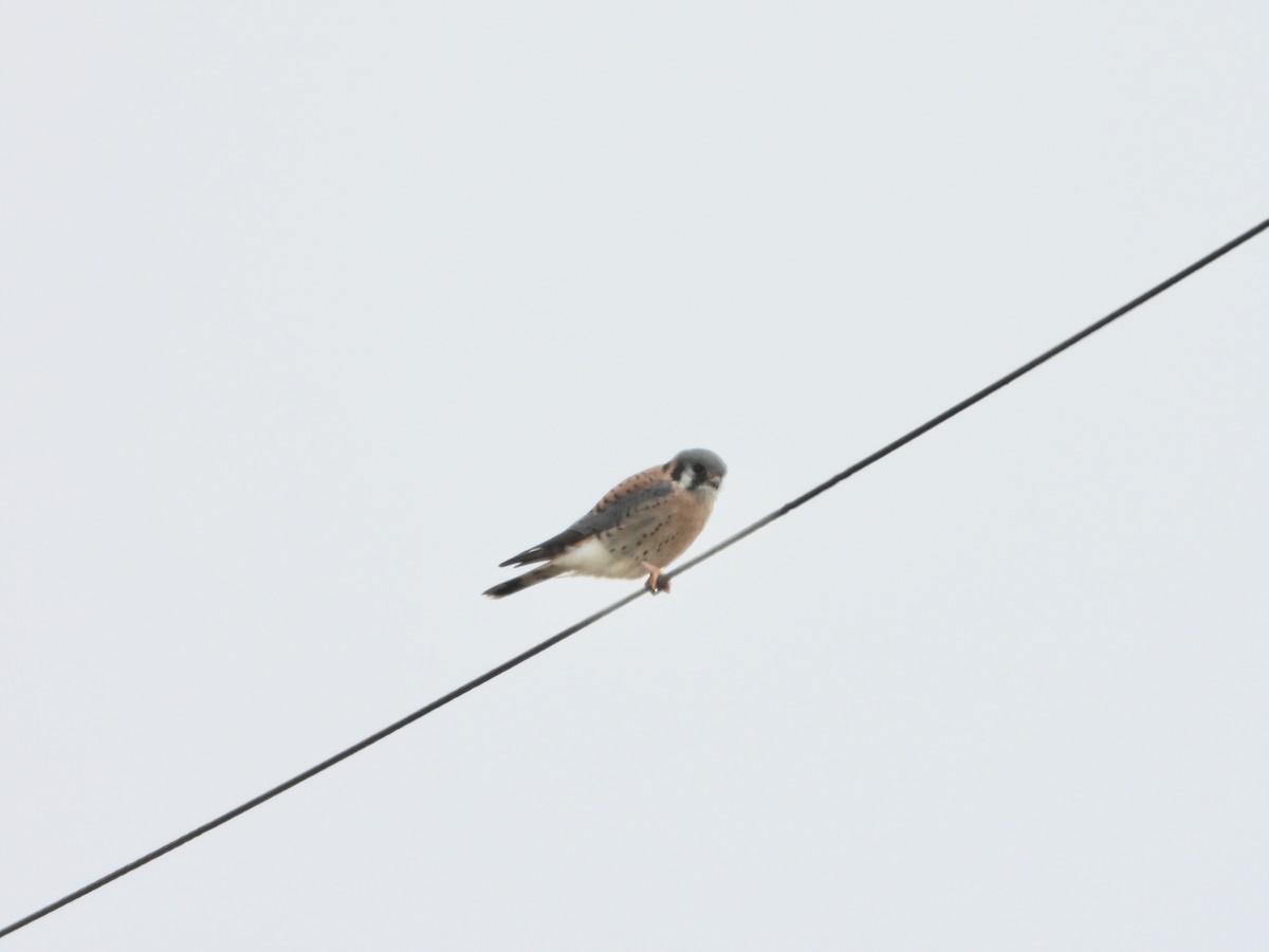 poštolka pestrá - ML645623212