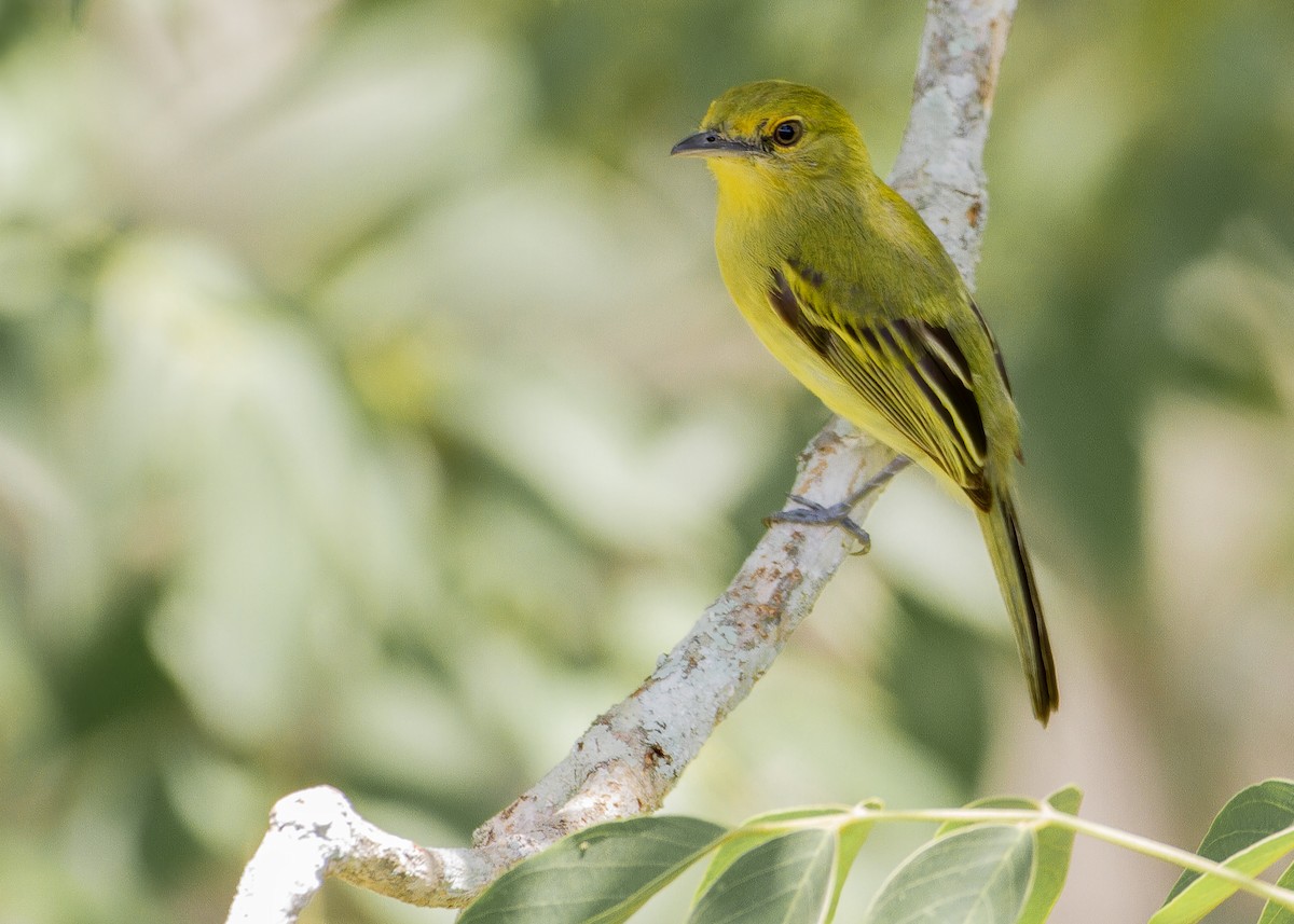 gulbrystflatnebb - ML645623214