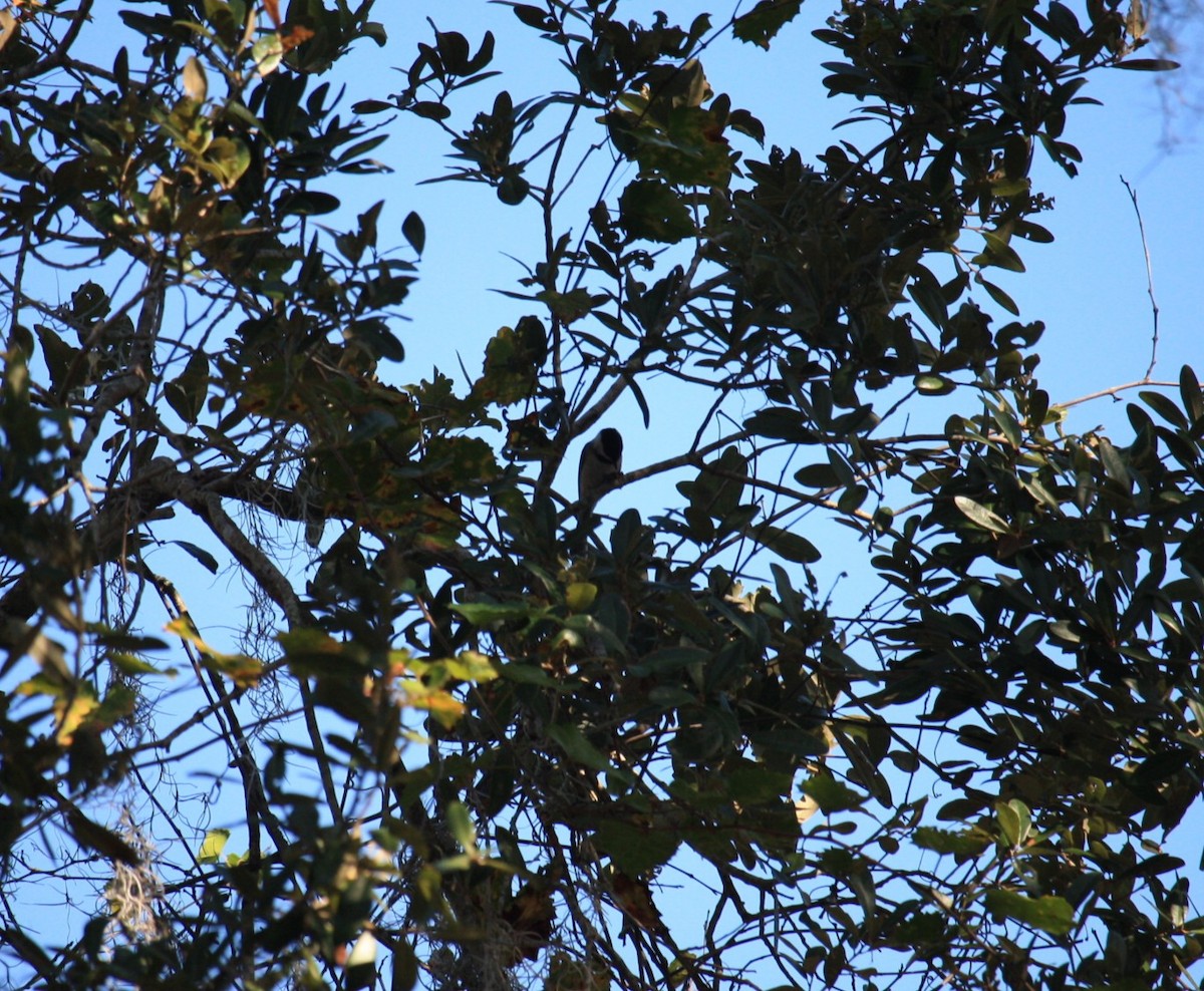 Каролинская гаичка - ML645623215