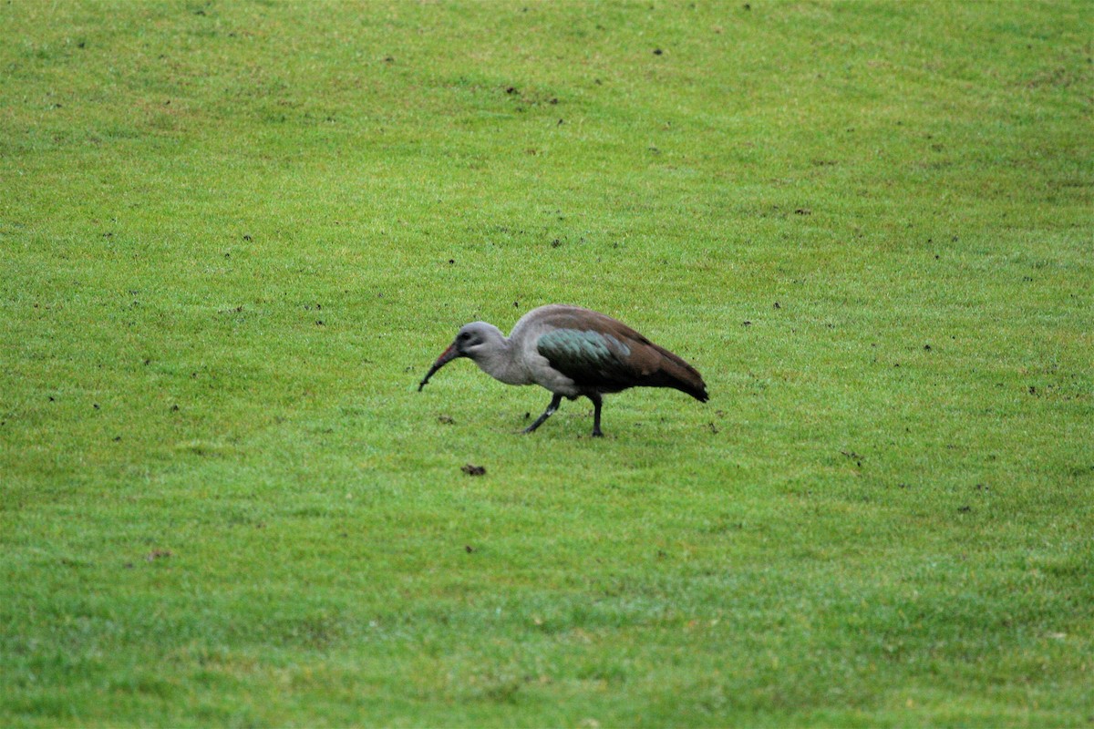 Хагедаш - ML645623216