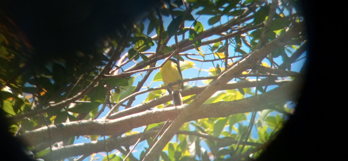 Common Tody-Flycatcher - ML645623217
