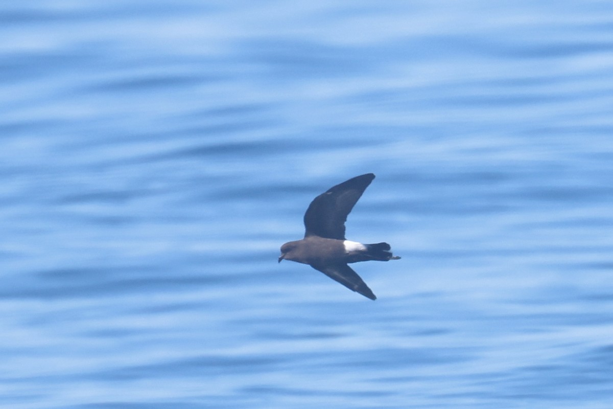 buřníček žlutonohý - ML645623236