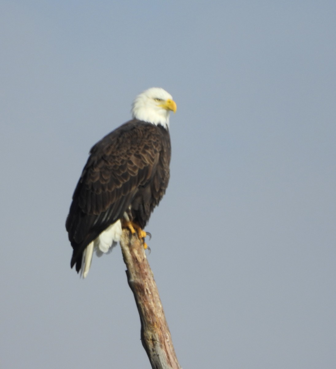 orel bělohlavý - ML645623238