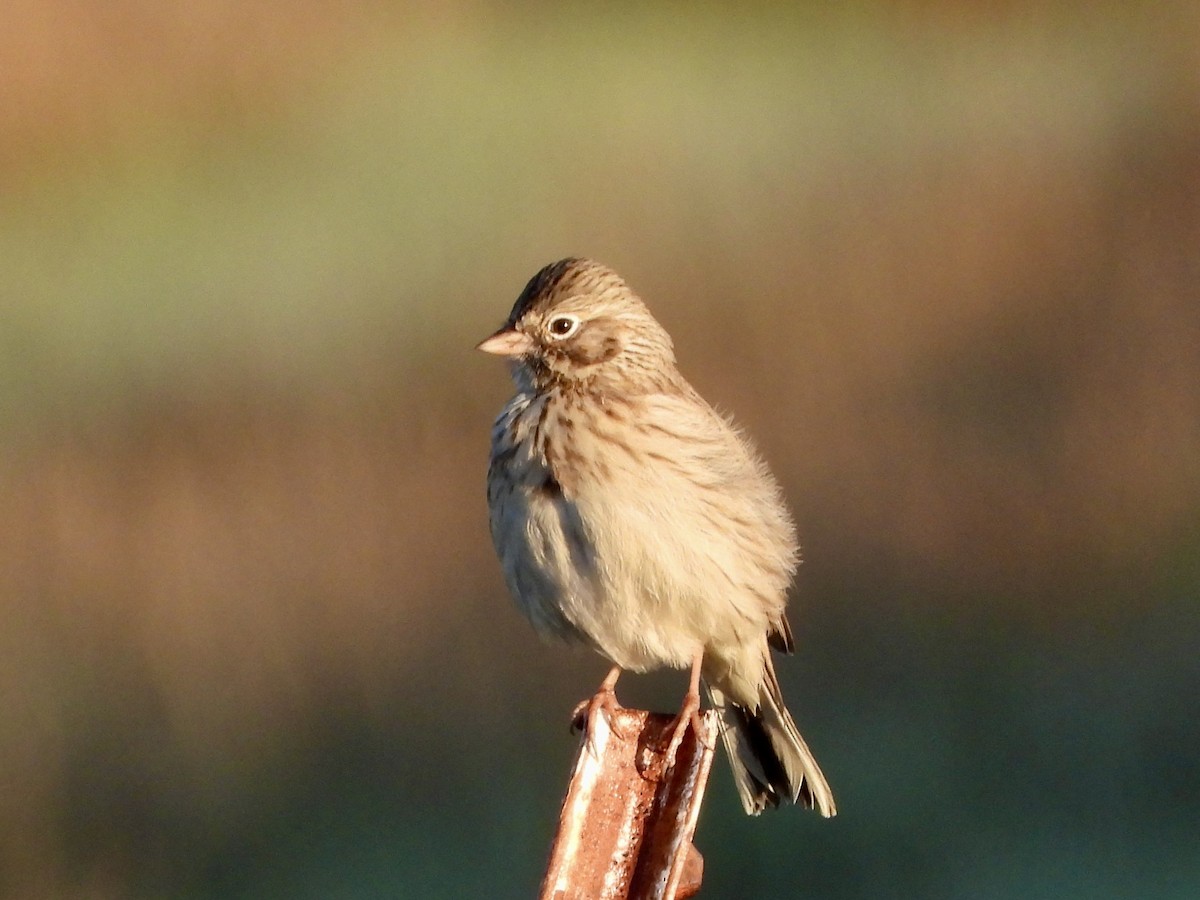 Vesper Sparrow - ML645623245