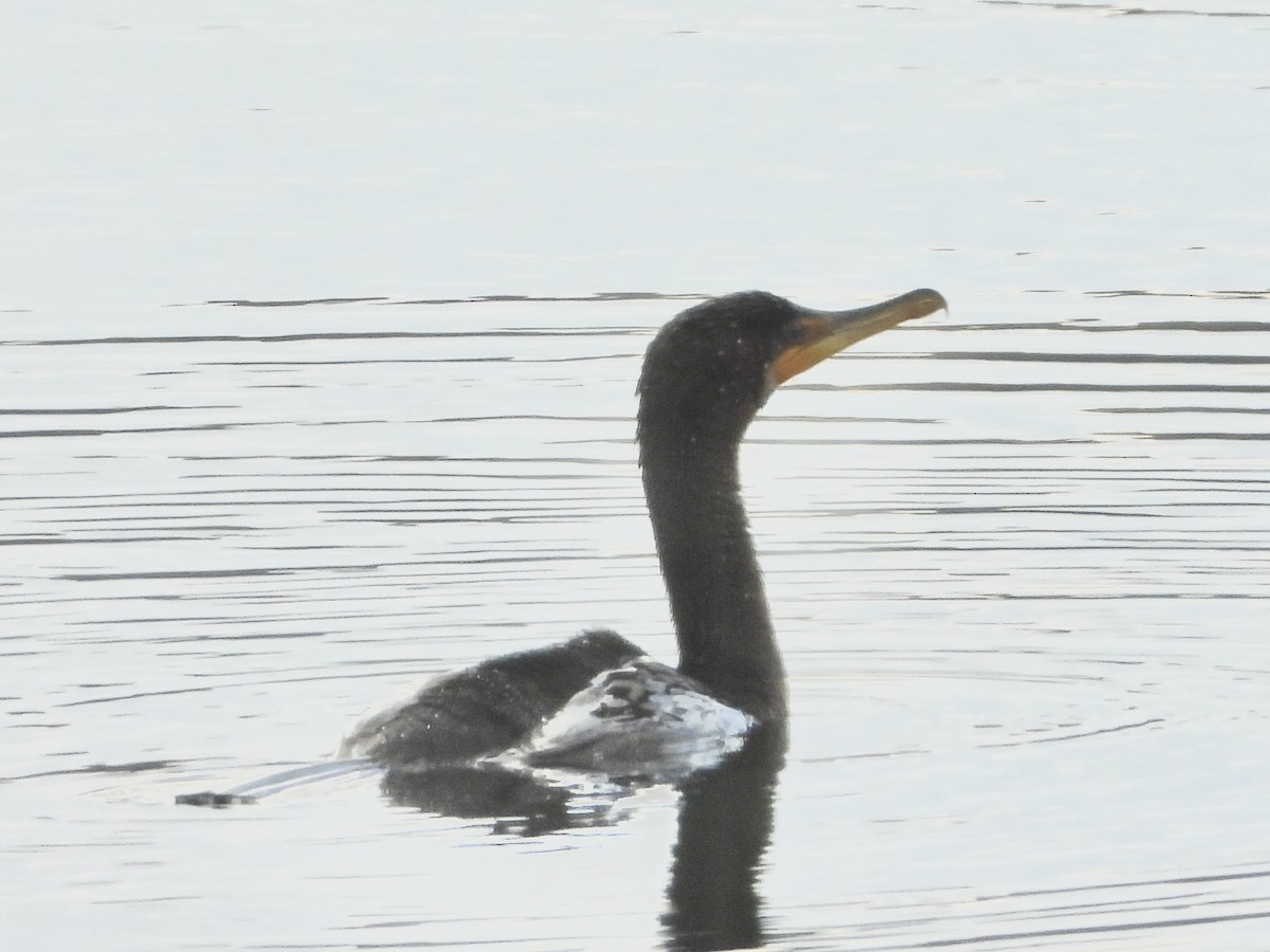 kormorán ušatý - ML645623249