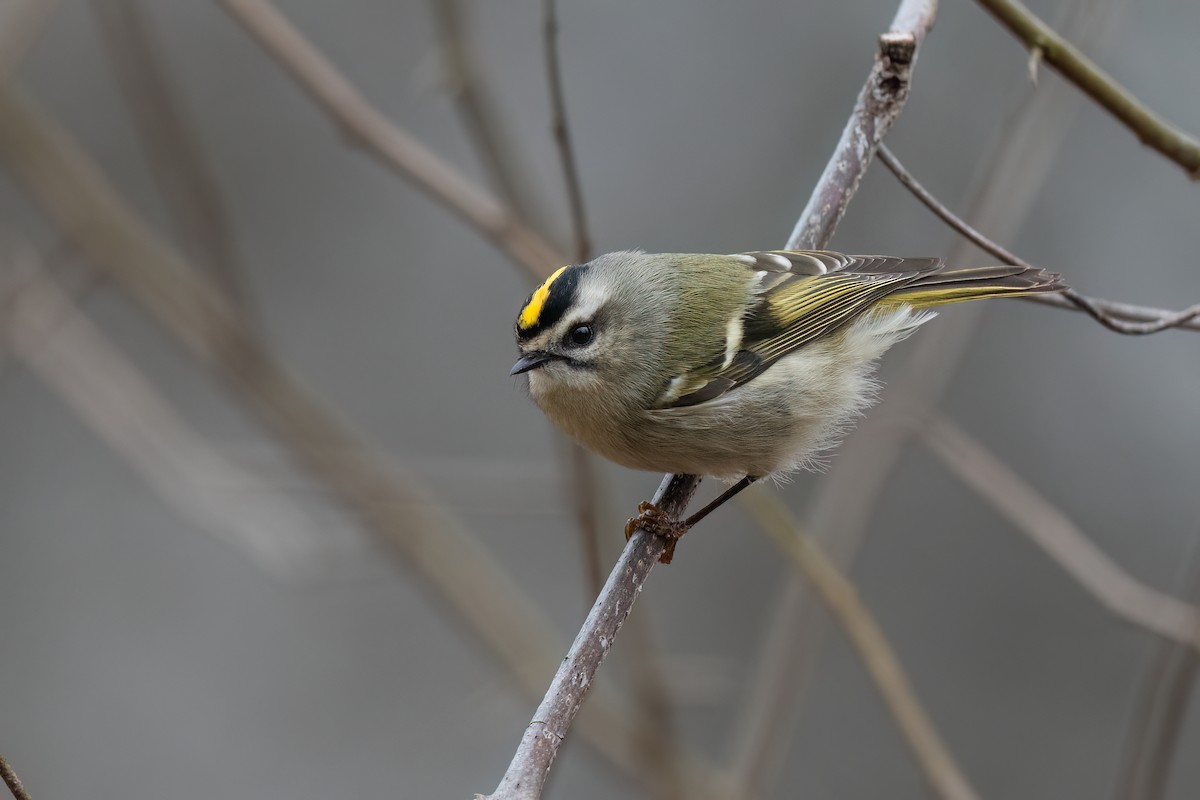 Golden-crowned Kinglet - ML645623250