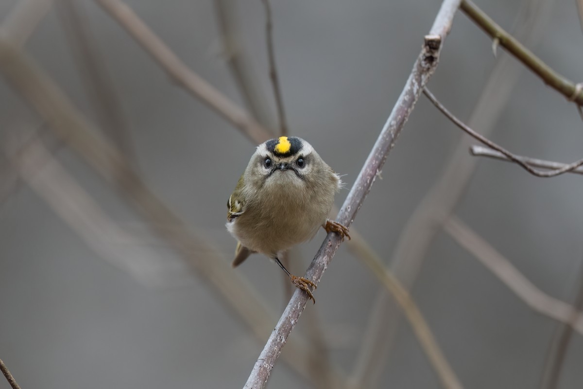 Golden-crowned Kinglet - ML645623256